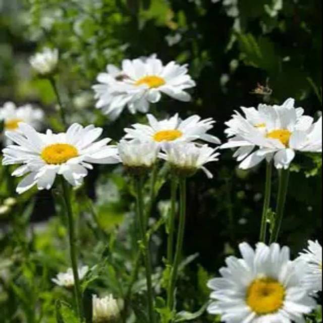 Tanaman hias aster pikok putih 250g