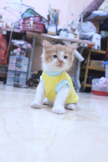 Kaos simple warna kuning lucu / kaos rumahan polos / baju kucing murah size S-XL