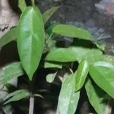 

PROMO BIBIT CINCAU 15.000 DAPAT 6