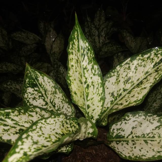 Tanaman hias aglonema snow white / tanaman hias aglonema / aglonema snow white