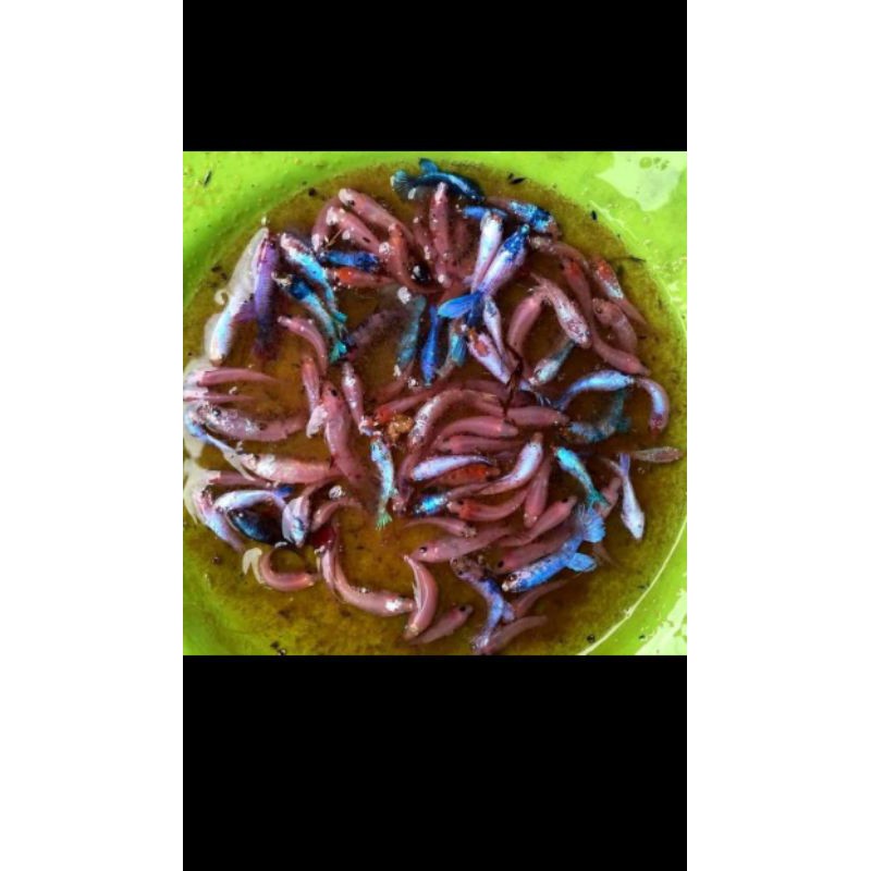 ikan cupang termurah male koi galaxy multicolor,nemo