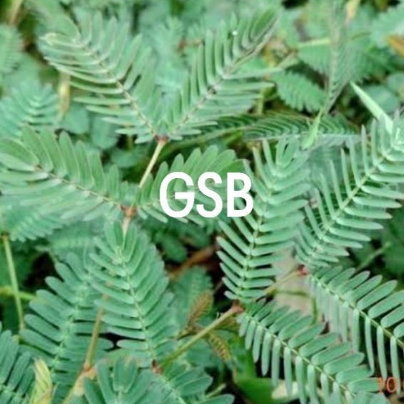 

Daun putri malu segar 250 gram