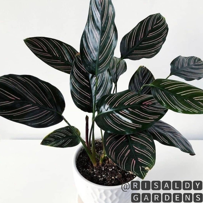tanaman hias calathea ornata / calathea ornata