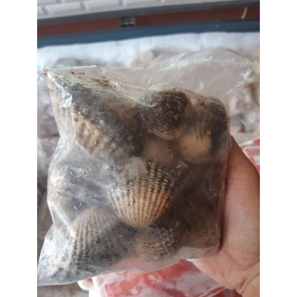 

Kerang Jumbo / Kerang Dara Fresh / Kerang Dara Jumbo