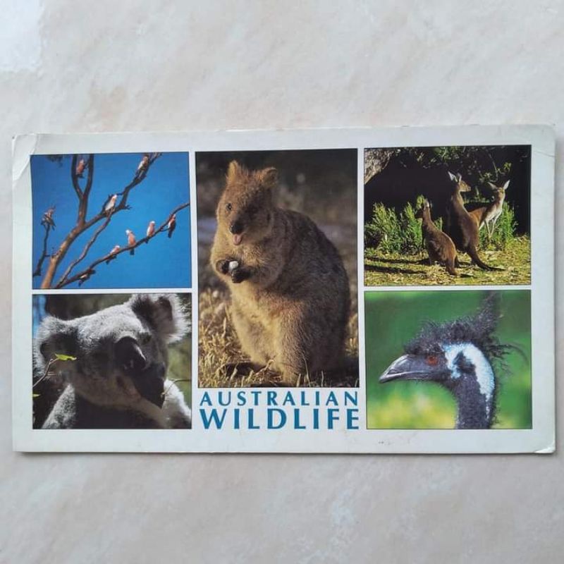 

Kartu Pos Jadul Lawas Australian Wildlife 1995 Australia - Indonesia