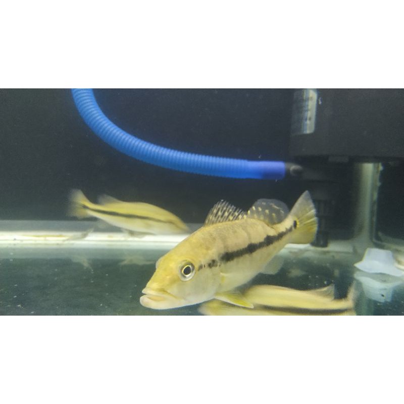 pbass xingu pure 17cm