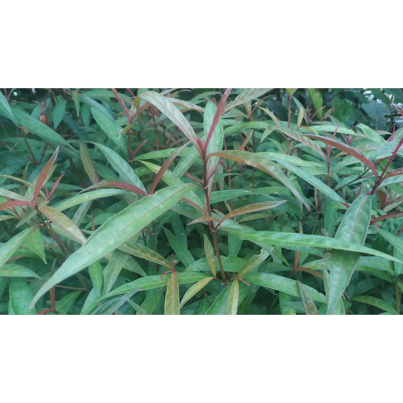 

Obat Mujarab Daun Gandarusa/Justicia Segar Fress 1kg