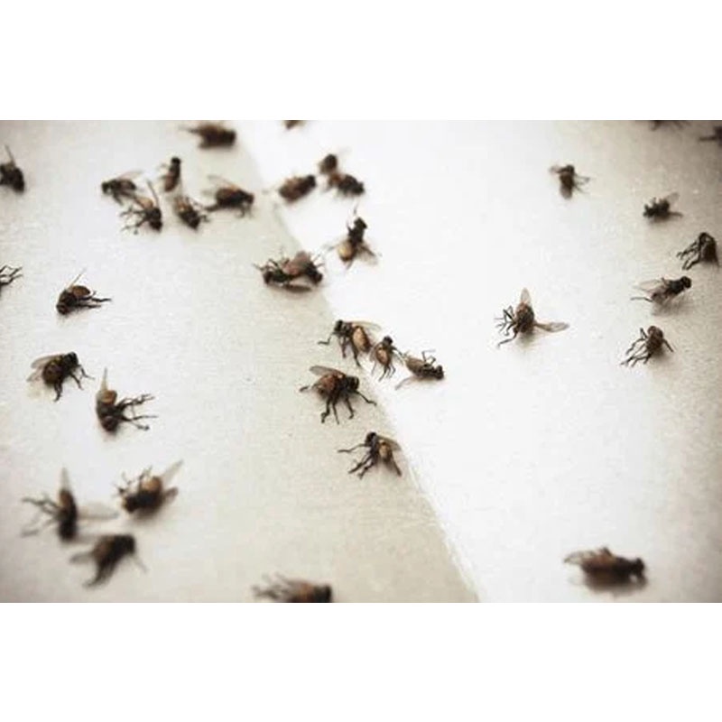 DBEST - [BISA COD] Racun Lalat Zhang Pei Zhen Dahao Original 100% Ampuh Membunuh dan Membasmi Serangga Lalat Lalet