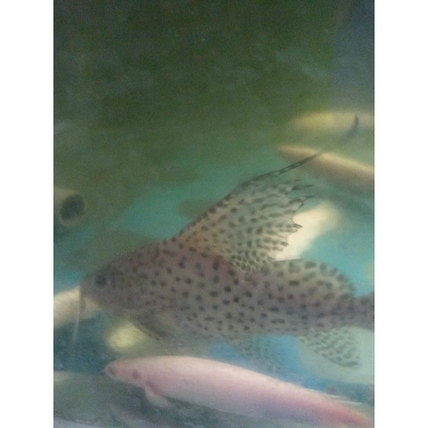 synodontis