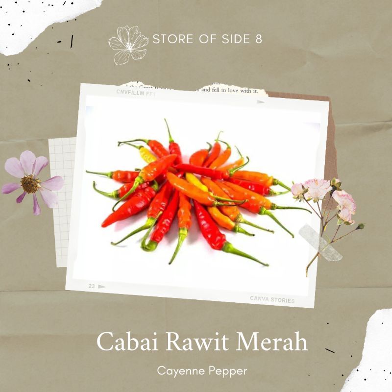 

Cabai Rawit Merah