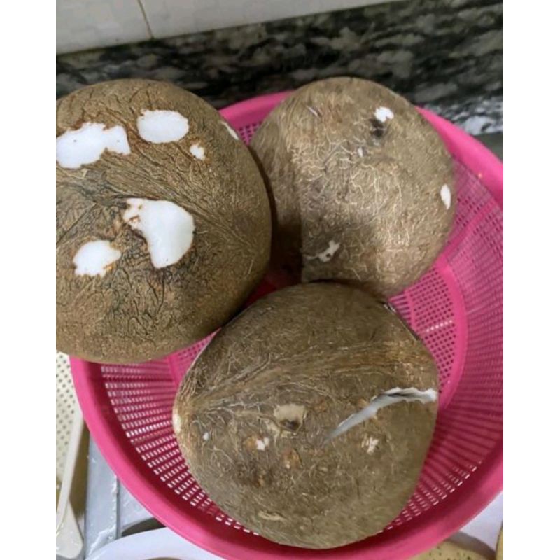 

kelpa utuh/kelpa bahan masak/kelpa bulat utuh
