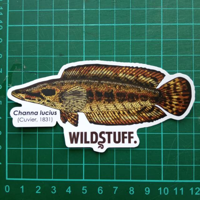 Sticker Wildstuff - Channa lucius
