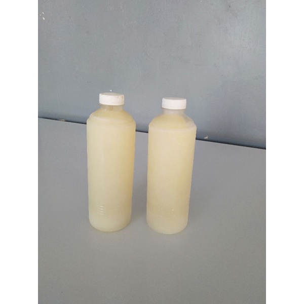 

susu kambing saanen murni 100%