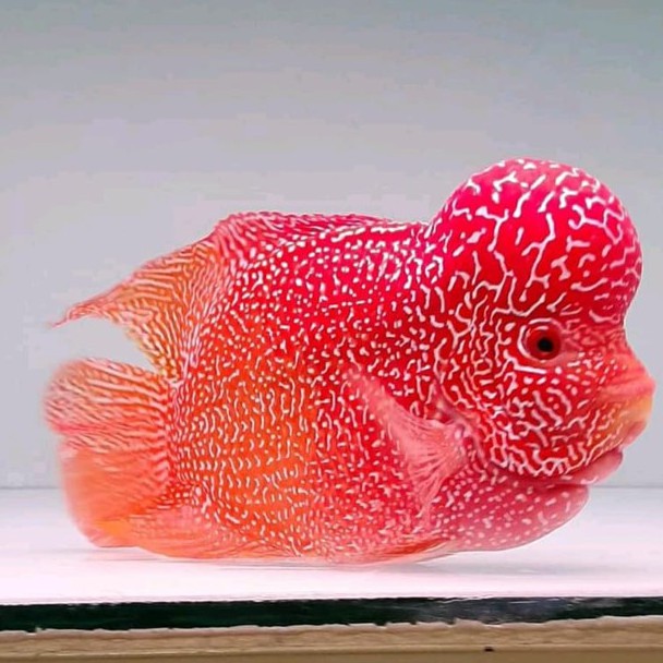 IKAN LOUHAN GB SIZE 9 10 11CM OUHAN GOLDEN BASE