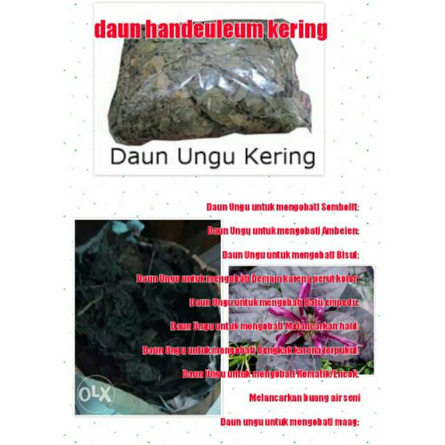 

Handeleum kering, daun ungu, daun wungu kering, handelem