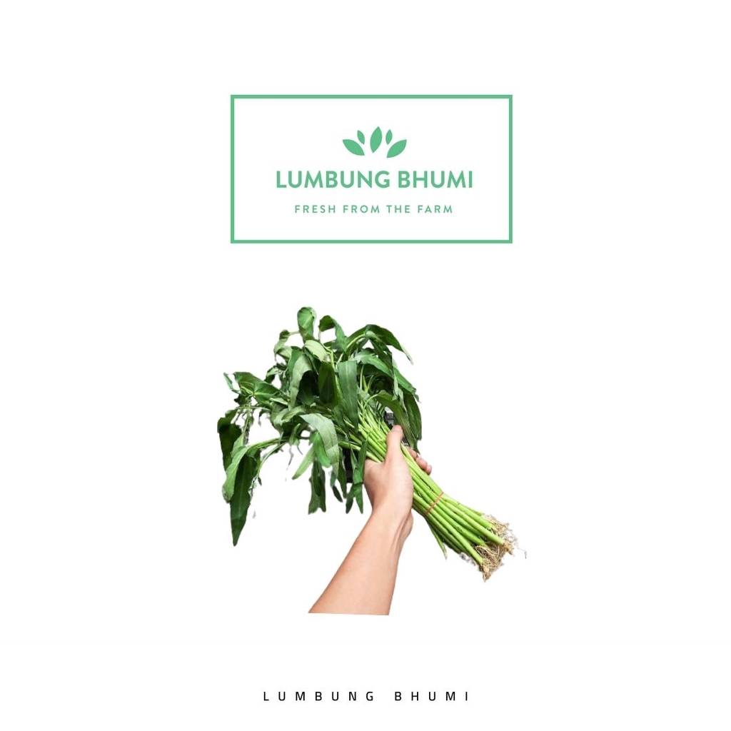 

Lumbung Bhumi - Kangkung AKAR 500 Gr ( Sayur Curah )