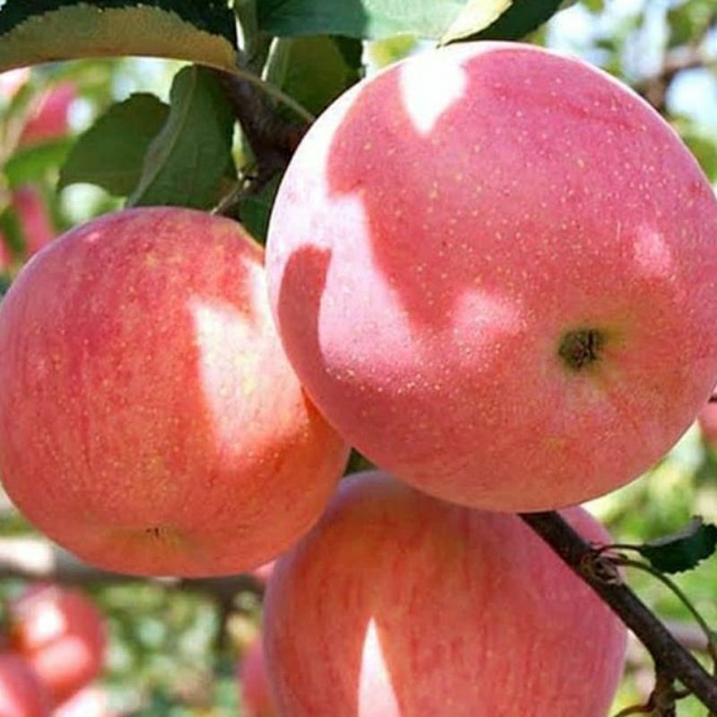bibit buah apel fuji