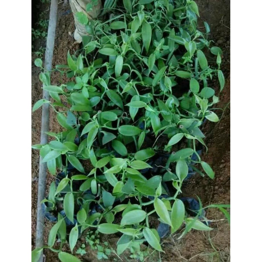 Sedia Bibit Vanili Plani Unggul Emas Hijau Bibit / Biji / Benih Cr4Ft