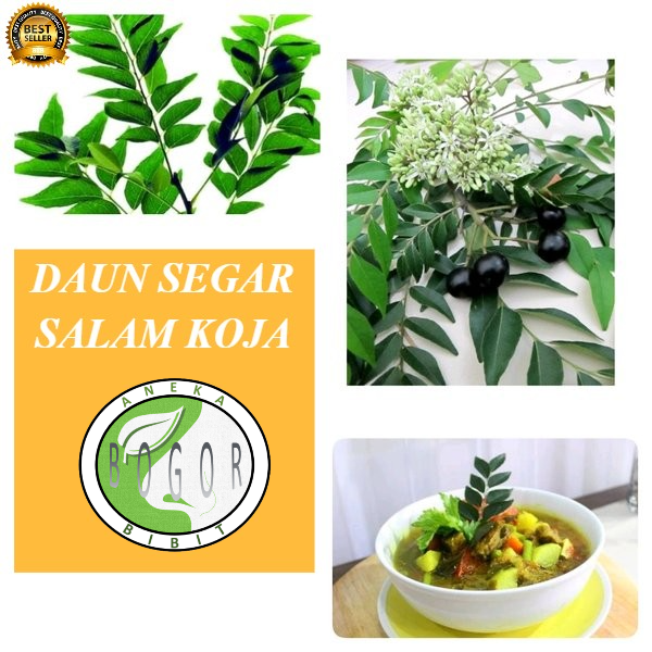 

DAUN SALAM KOJA / KARI / TEMURU SEGAR 1 KG