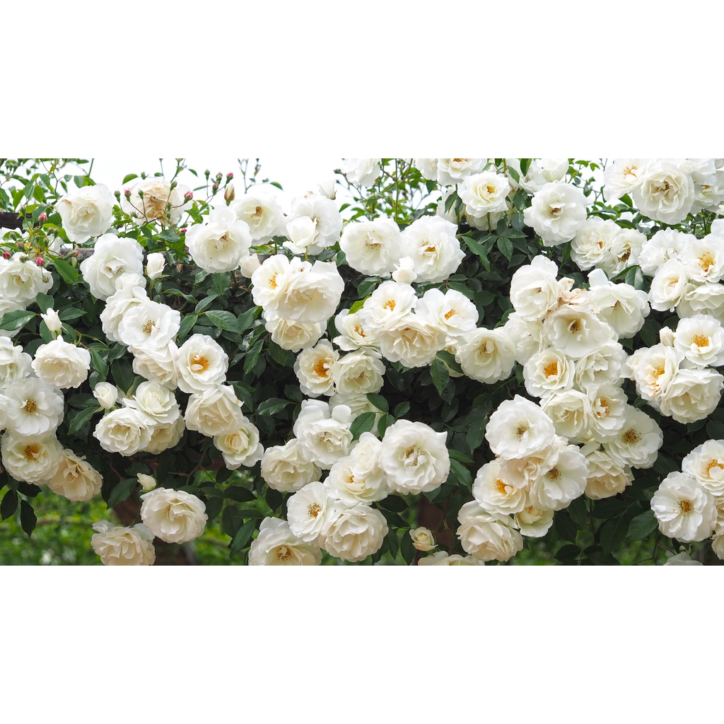 Bibit Tanaman Hias Bunga Mawar Rambat Climbing Rose Cantik Bisa Pilih Warna