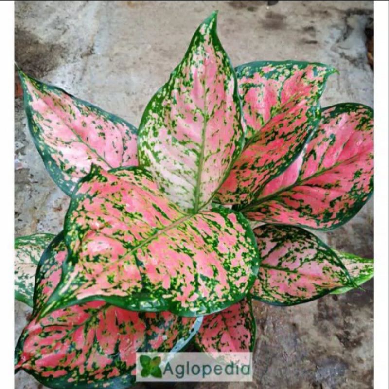 indukan dut anjamani