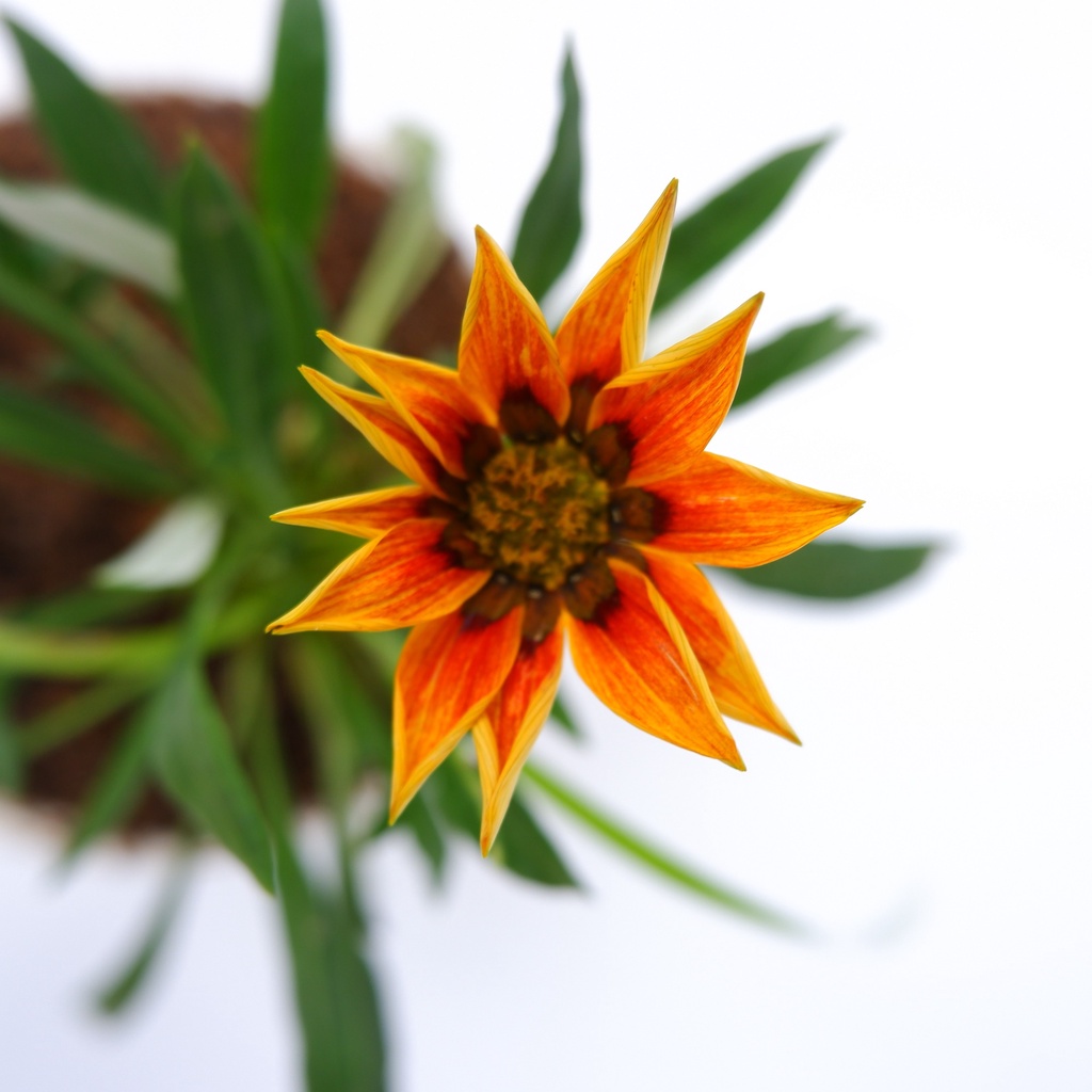 Tanaman Hias Gazania Orange