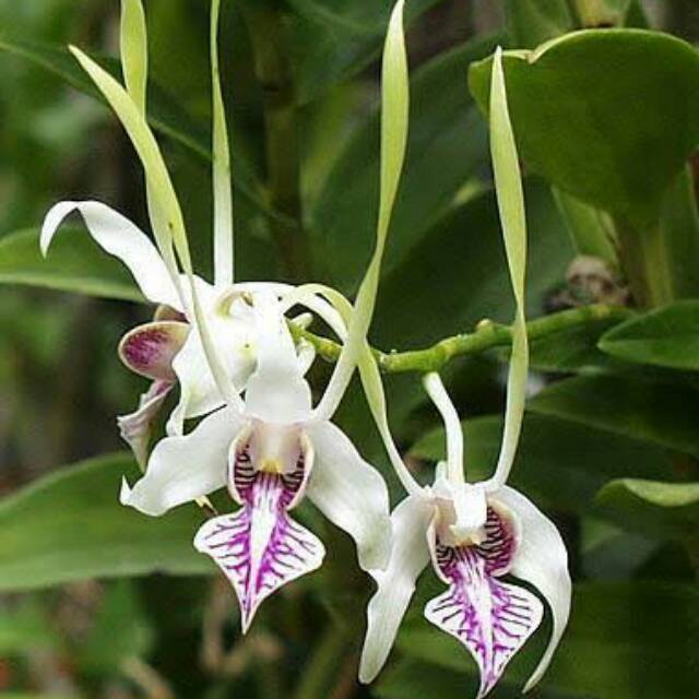 dendrobium stratiotes