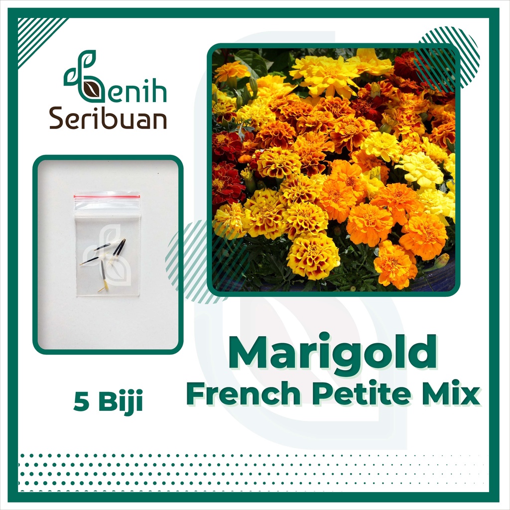 5 Benih Bunga Marigold French Petite Mix Bibit Tanaman Bunga Warna Warni Kuning Premium Unggul