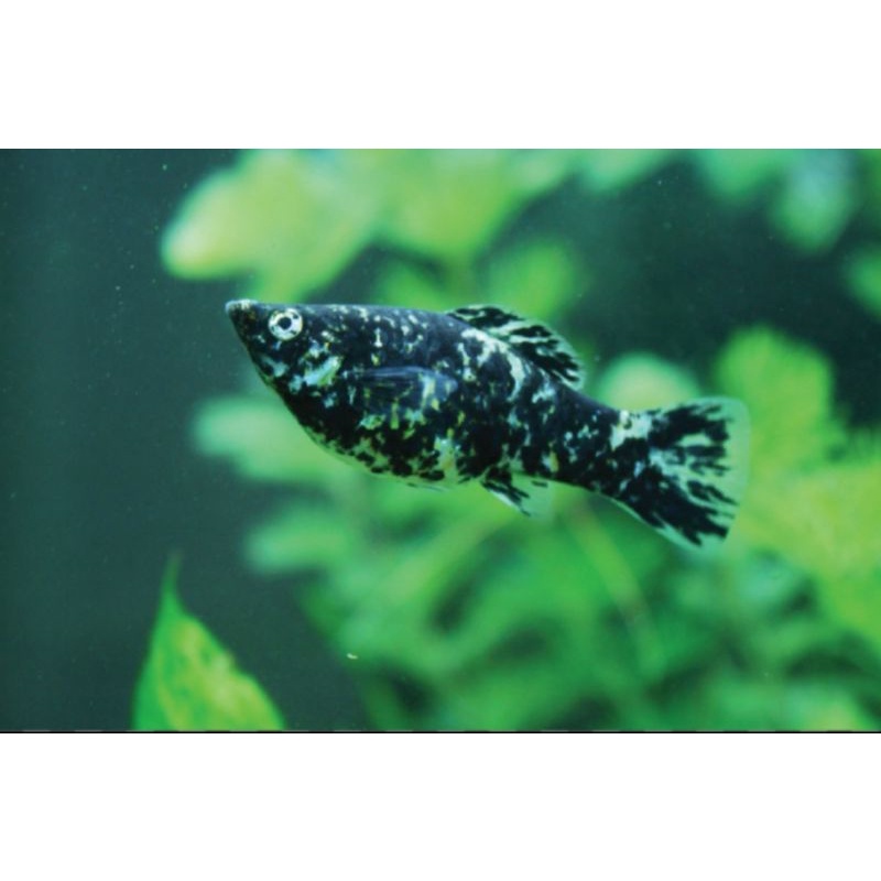 IKAN HIAS MOLLY BALON MARBLE/MOLLY INDUKAN