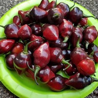 Benih Bibit Biji - Cabai Purple Chupetinho Cabe Susu Ungu Pepper Seeds