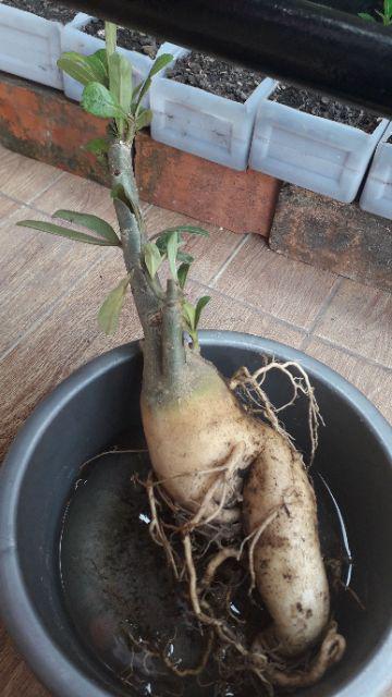 Bibit Bunga Kamboja Jepang Adenium Triple 1 Batang 3 Warna Terbaru 2019