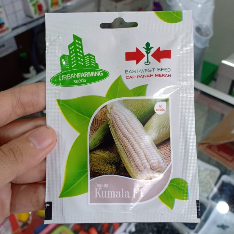 UF - benih JAGUNG PUTIH KUMALA isi 30 biji - bibit jagung putih - urban farming panah merah