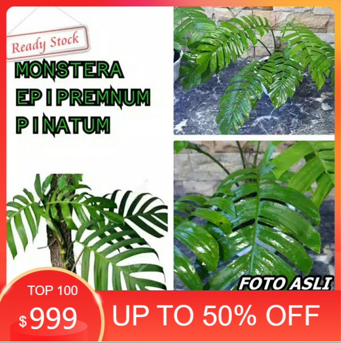 

Bibit Bibit Monstera Ekor naga 1 jengkal