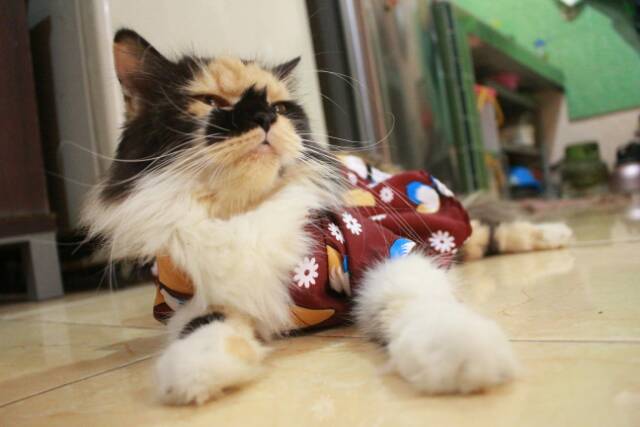 Dress hanbok kupu-kupu coklat lucu untuk kucing dan anjing size S M L XL / Baju kucing murah