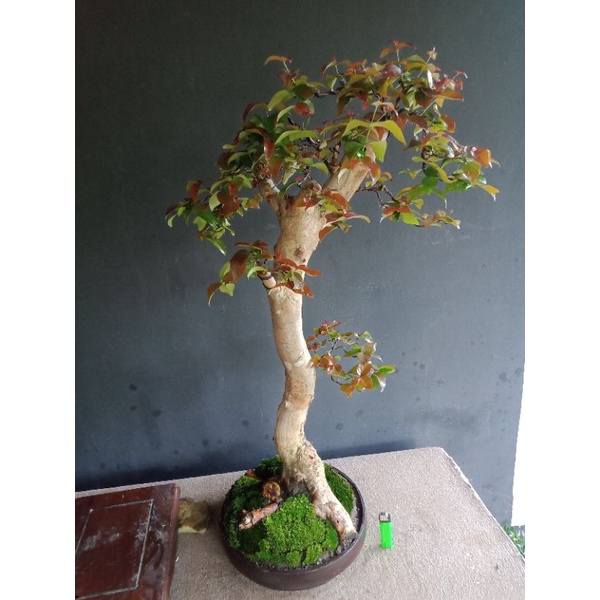 bonsai sianto dewandaru,bonggol besar,.realpict