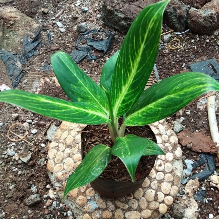 tanaman hias blanceng golden/ aglonema golden hias