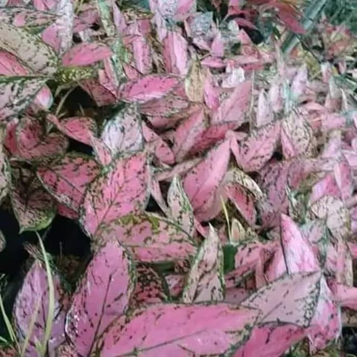 Tanaman hias aglonema lady valentine - aglonema valentine