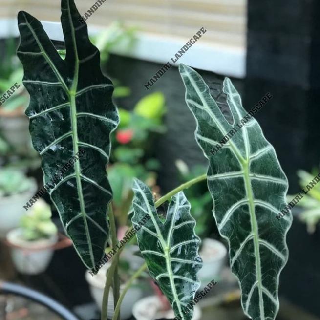 Terbaru.. PROMO Tanaman Hias Keladi Amazon Besar Tanaman Hidup+Bunga Hidup Murah Caladium