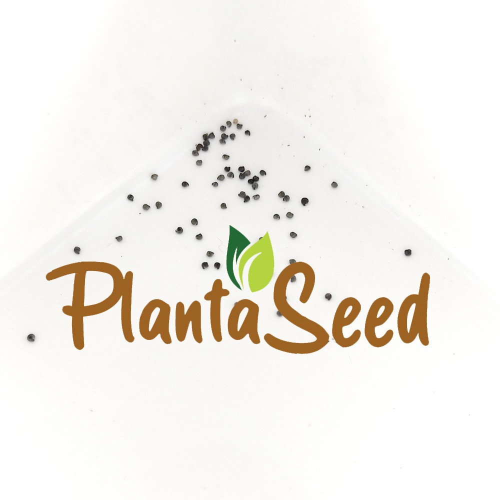 PlantaSeed - 50 Seeds - Portulaca Double Mix Biji Bunga - PAS0229