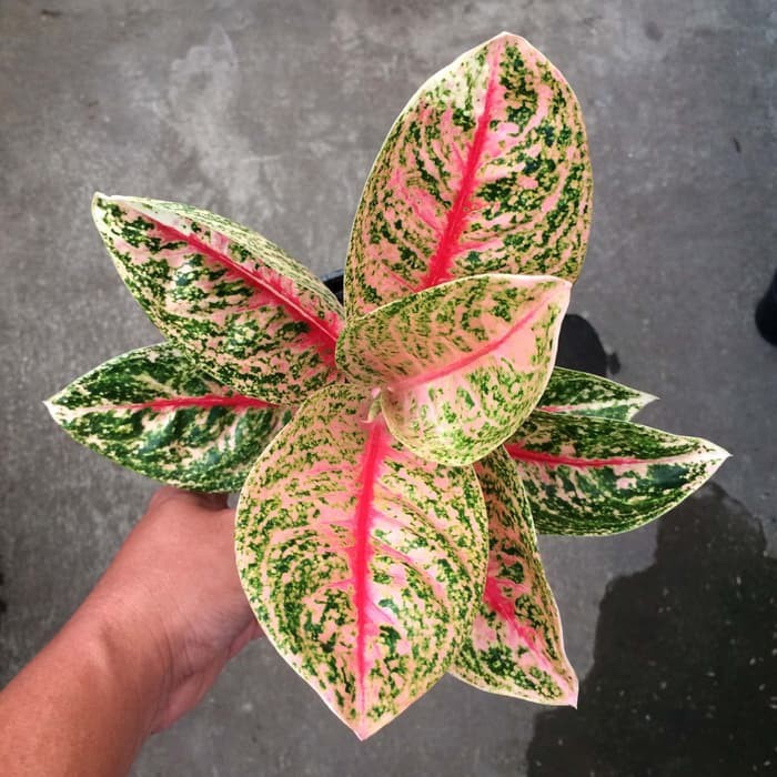 BONGGOL Tanaman Hias Aglonema Widuri Tulang Merah - Aglonema Widuri