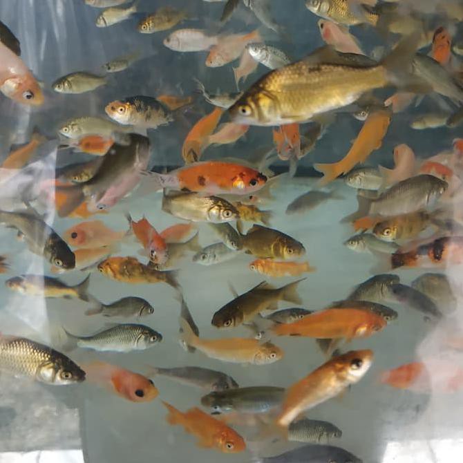 Dijual Pakan Ikan Predator/ Anak Ikan Mas Terjarmin