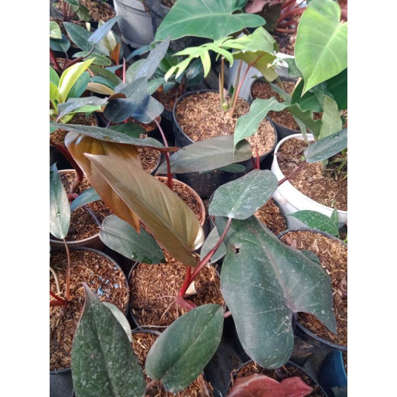 tanaman hias bunga black cardinal