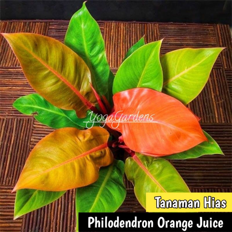Tanaman hias philodendron orange juice - Philodendron Orange Juice - Philo Orange Juice