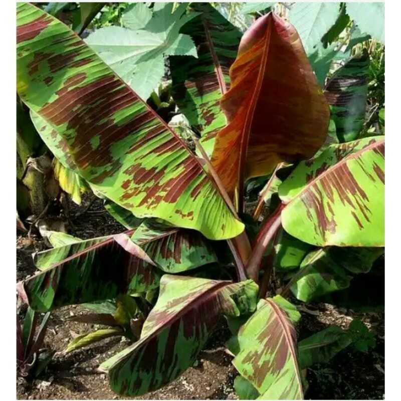 Bibit Buah Pisang Merah Sumatera Daun Varigata Merah Asli Rasa Buah Manis Enak