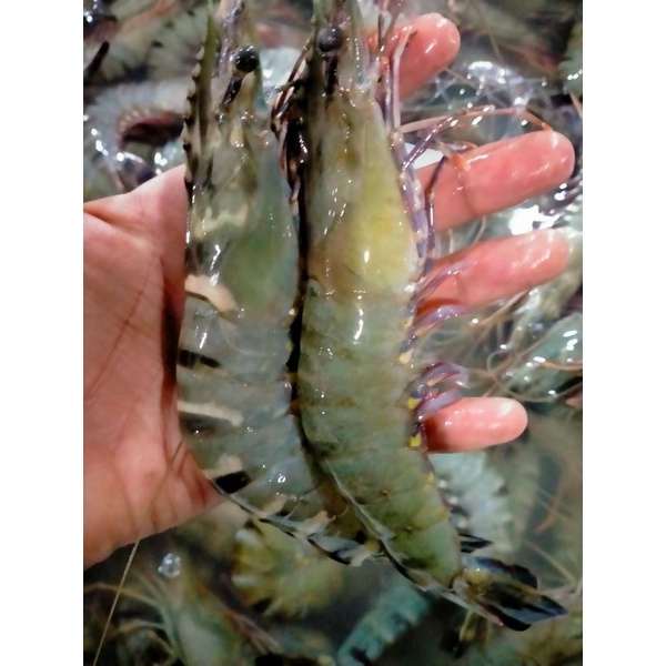 

Udang windu 1kg saiz 70-80 ekor Udang Harian BERGARANSI segarrr
