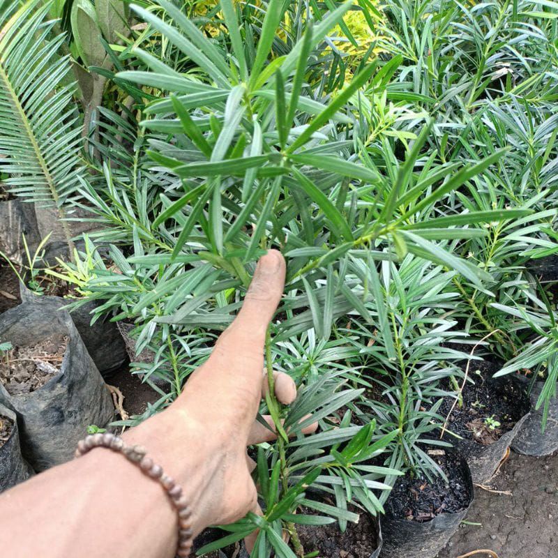 bibit bonsai lohansung mawar