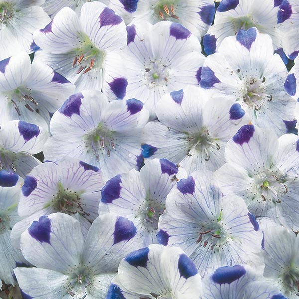 Benih Bibit Biji - Bunga Nemophila Five Spot Flower Seeds - IMPORT