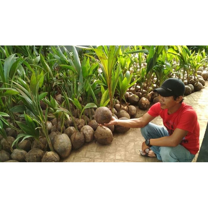 

kelapa hijau