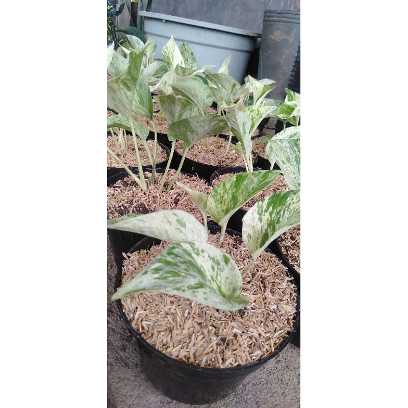 Sirih marble queen yg lagi trend / sirih var