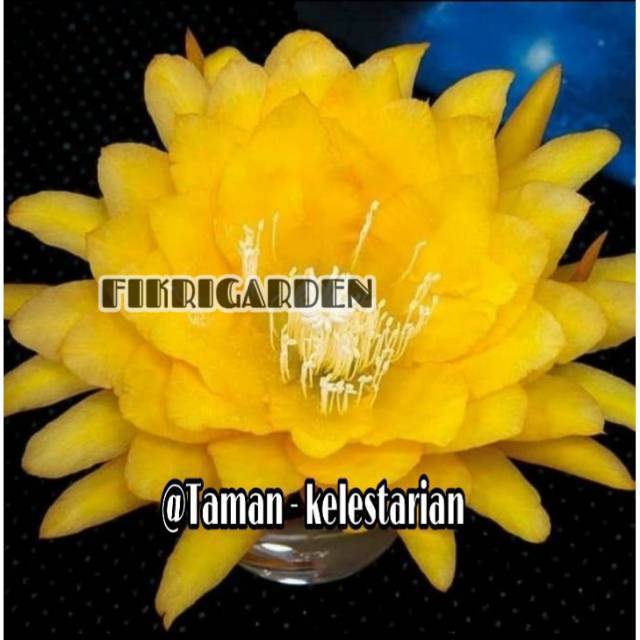 PROMO Wijaya kusuma kuning / tanaman hias wijaya kusuma bangkok